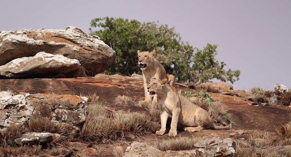 hungrige, junge Löwen Weibchen im Lumo Conservancy